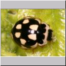 Propylea quatuordecimpunctata -Schwarzgefleckter Marienkaefer 15.jpg